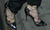 Christian Louboutin Impera 120mm Black Patent Leather: ASO Rihanna, Kylie Jenner